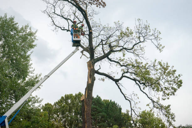 Best Local Tree Services  in USA